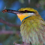 Swallow-tailed Bee-eater