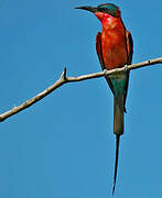 Southern Carmine Bee-eater