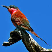 Southern Carmine Bee-eater