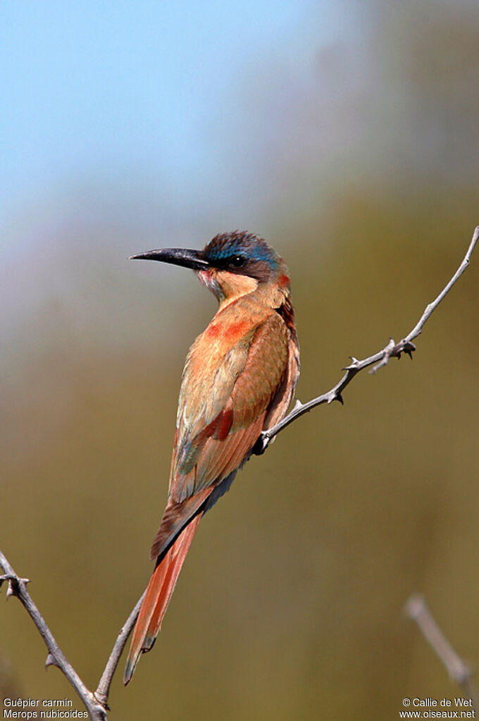 Guêpier carminjuvénile, identification