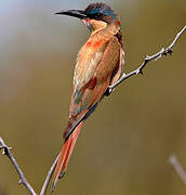 Southern Carmine Bee-eater