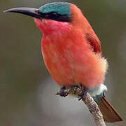 Southern Carmine Bee-eater