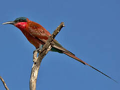 Southern Carmine Bee-eater