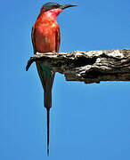 Southern Carmine Bee-eater