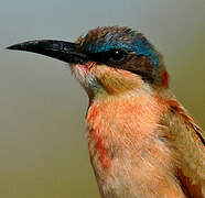 Southern Carmine Bee-eater