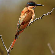 Southern Carmine Bee-eater