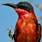 Southern Carmine Bee-eater