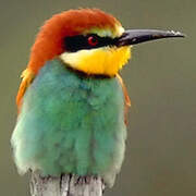 European Bee-eater