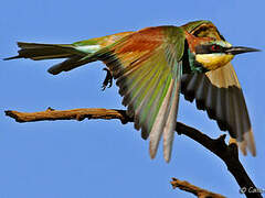 European Bee-eater