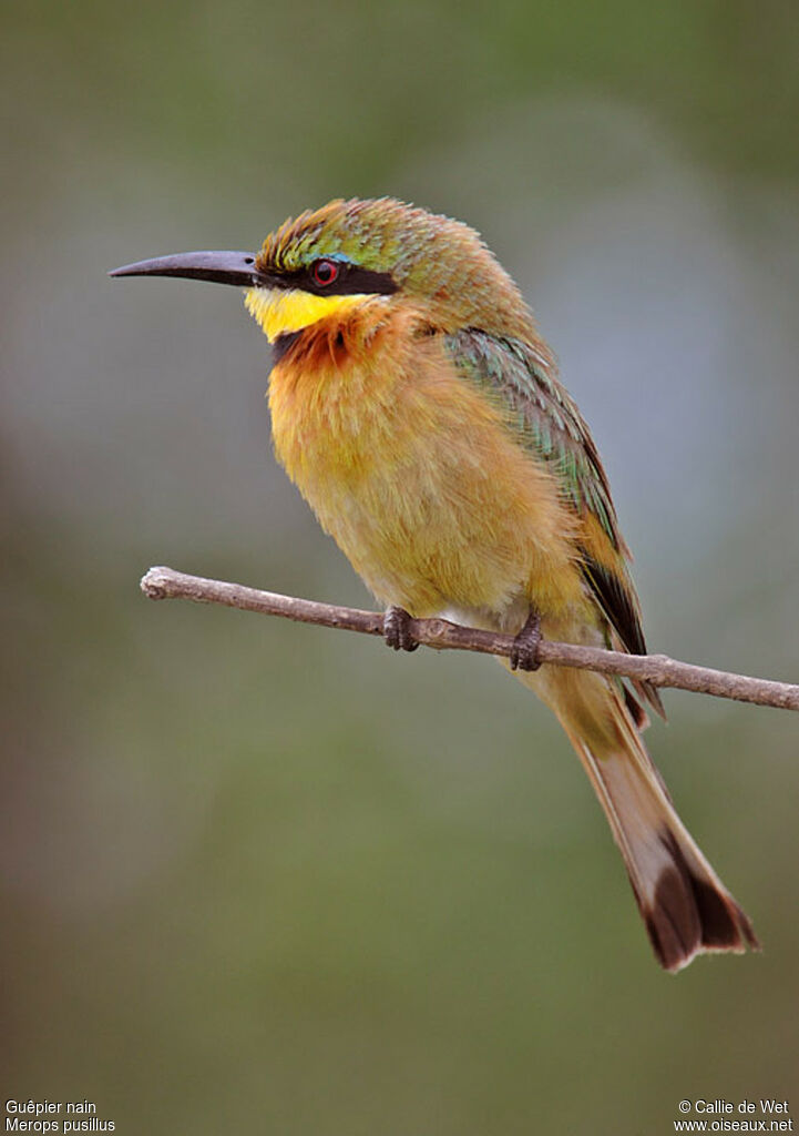 Little Bee-eater