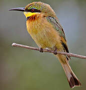 Little Bee-eater