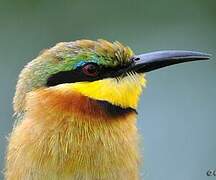 Little Bee-eater