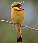 Little Bee-eater