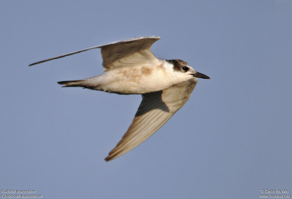 White-winged Tern