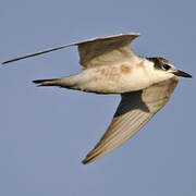 White-winged Tern