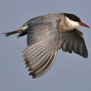 Whiskered Tern