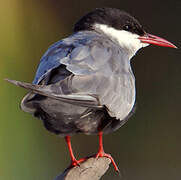 Whiskered Tern