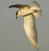 Whiskered Tern