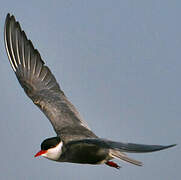 Whiskered Tern