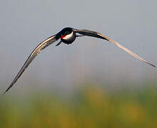 Whiskered Tern