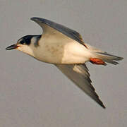 Whiskered Tern