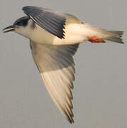 Whiskered Tern