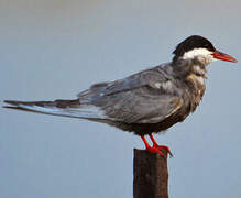 Whiskered Tern