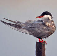 Whiskered Tern