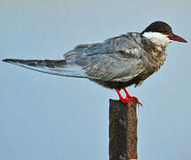 Whiskered Tern