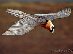 Bearded Vulture