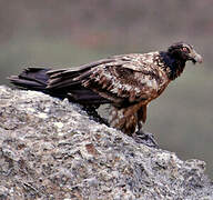 Bearded Vulture