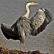 Grey Heron