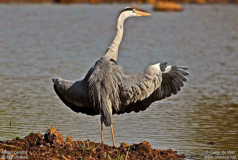 Grey Heronadult