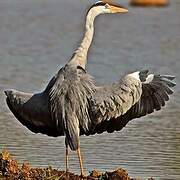 Grey Heron