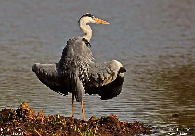 Grey Heronadult