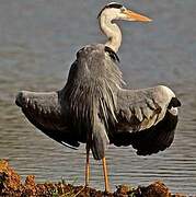 Grey Heron