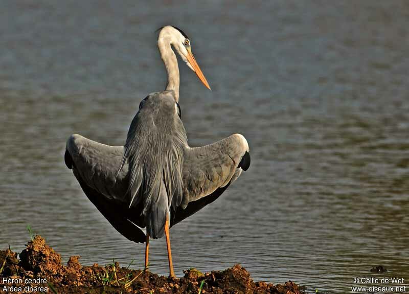 Grey Heronadult