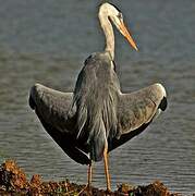 Grey Heron