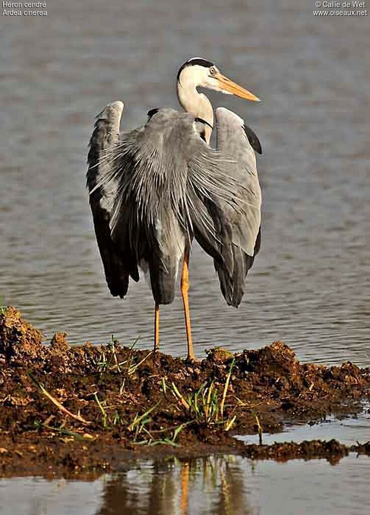 Grey Heronadult