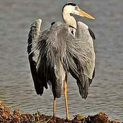 Grey Heron