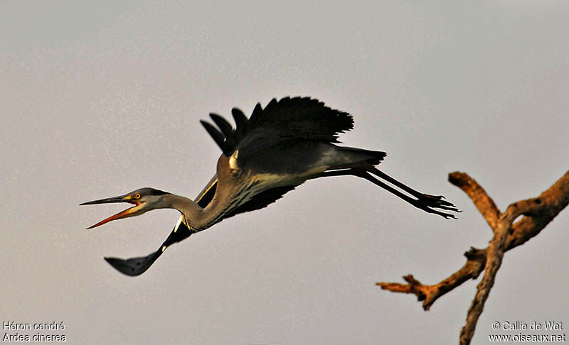 Grey Heronadult