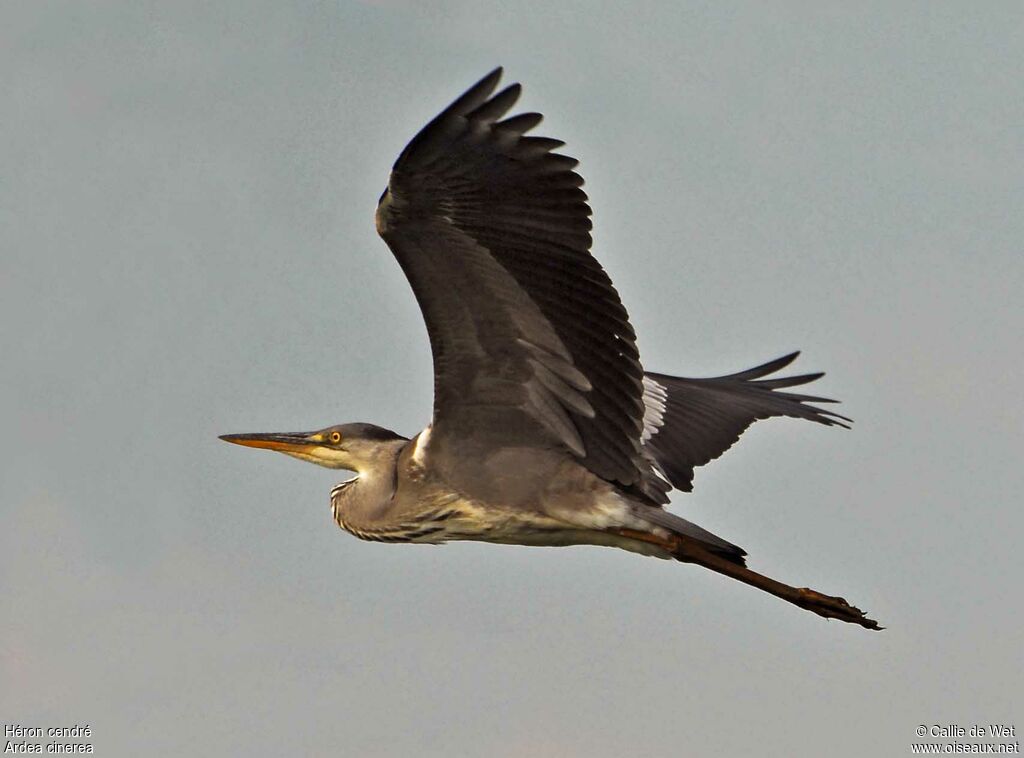 Grey Heronadult