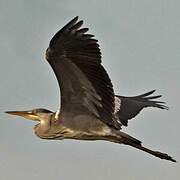 Grey Heron