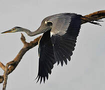 Grey Heron