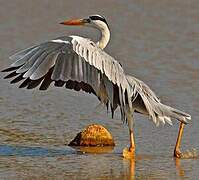 Grey Heron