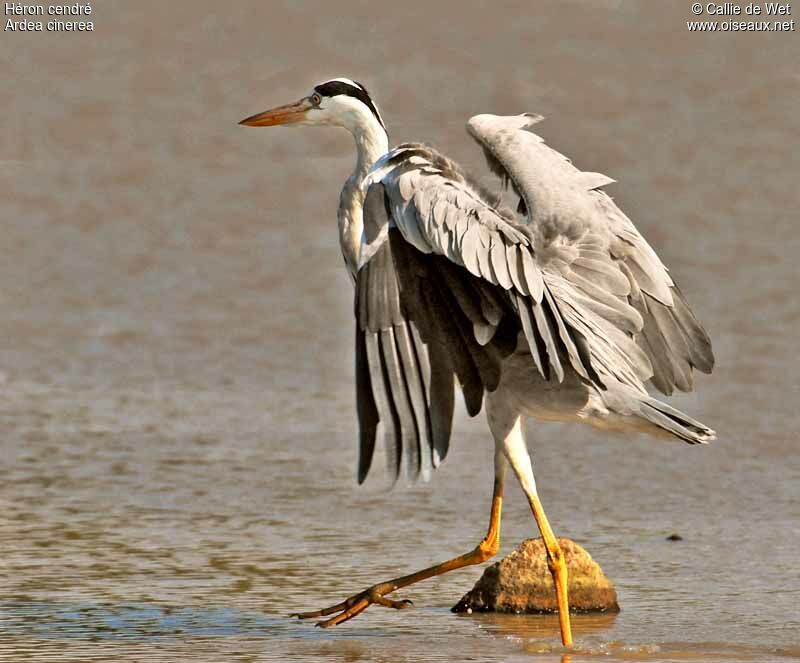 Grey Heronadult