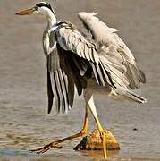 Grey Heron