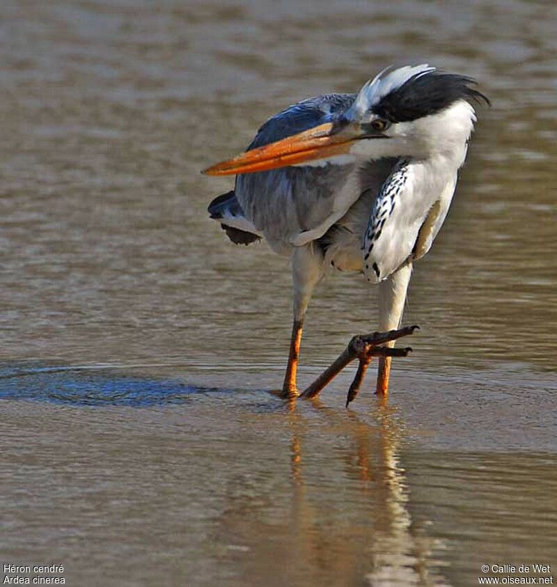 Grey Heronadult