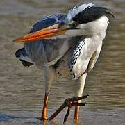 Grey Heron