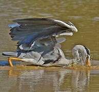 Grey Heron